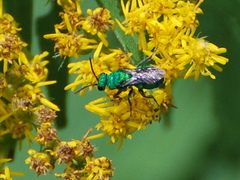 Chrysididae