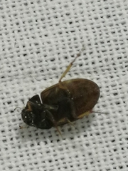 Coleoptera