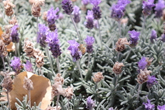 Lavandula dentata