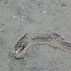 Unionidae