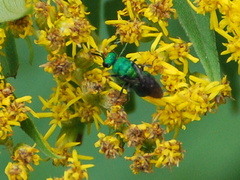 Chrysididae