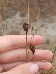 Schoenus nigricans