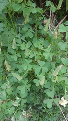 Oxalis dillenii