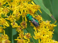 Chrysididae