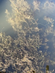 Myriophyllum sibiricum