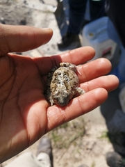 Tomopterna delalandii