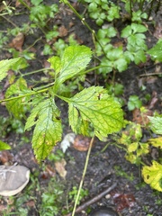 Cryptotaenia canadensis