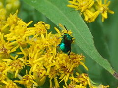 Chrysididae