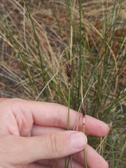Schoenus nigricans
