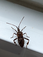 Leptoglossus occidentalis