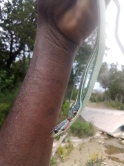 Thamnophis proximus rubrilineatus