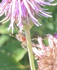 Chironomus