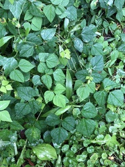 Amphicarpaea bracteata