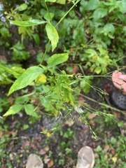 Cryptotaenia canadensis
