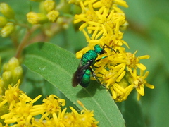 Chrysididae