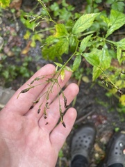 Cryptotaenia canadensis