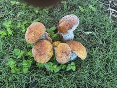 Tylopilus balloui