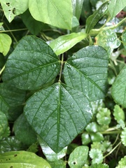 Amphicarpaea bracteata