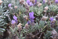 Lavandula