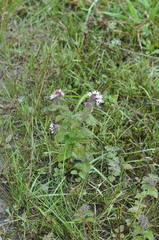 Mentha aquatica