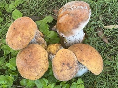 Tylopilus balloui