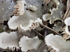 Peltigera canina
