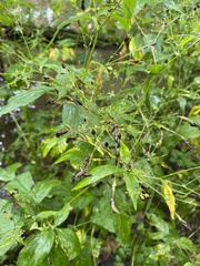 Cryptotaenia canadensis