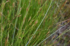 Rhynchospora capillacea