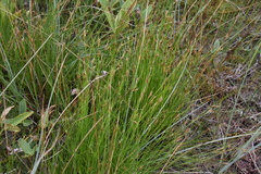 Rhynchospora capillacea