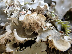 Peltigera canina