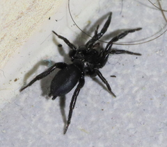 Zelotes