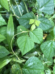 Amphicarpaea bracteata