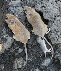 Peromyscus leucopus