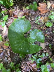 Asarum