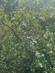 Betula occidentalis