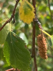 Betula occidentalis