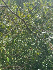 Betula occidentalis