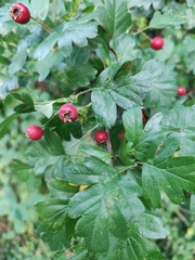 Crataegus