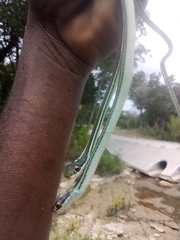 Thamnophis proximus rubrilineatus