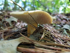 Hydnum umbilicatum