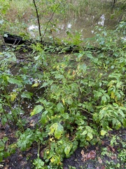 Cryptotaenia canadensis