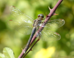 Orthetrum