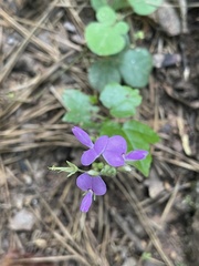 Desmodium rotundifolium