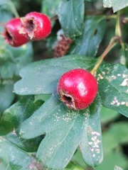 Crataegus
