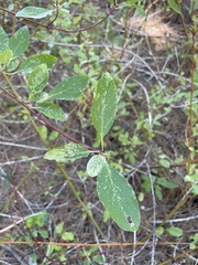 Frangula californica