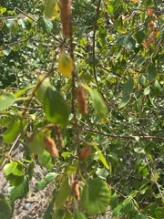 Betula occidentalis