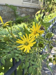 Silphium perfoliatum