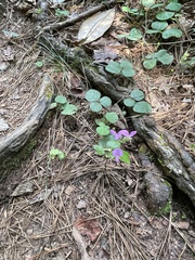 Desmodium rotundifolium