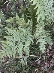 Pteridium