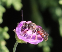 Sphecodogastra